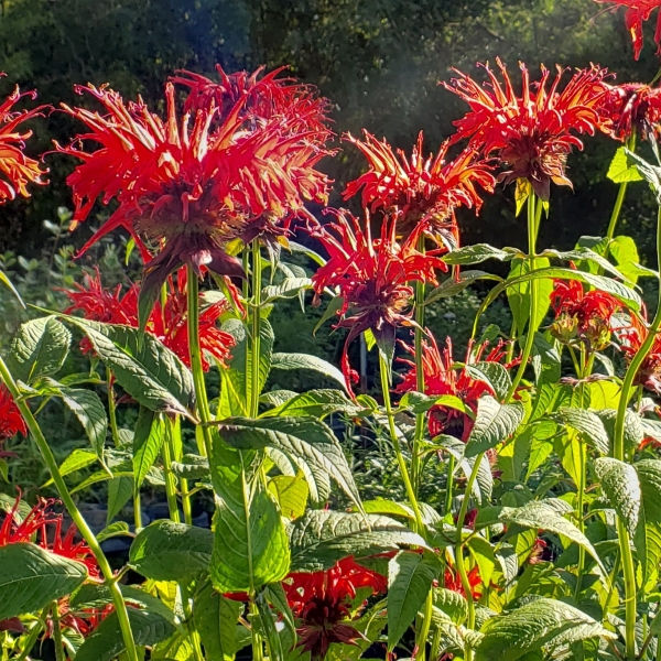 Jacob Cline Scarlet Bee Balm, Monarda, Oswego Tea, Bergamot