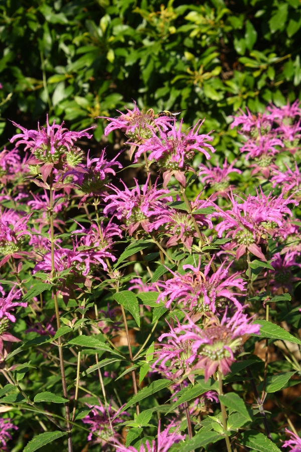 Peter's Purple Monarda, Beebalm Oswego Tea, Bergamot, Monarda