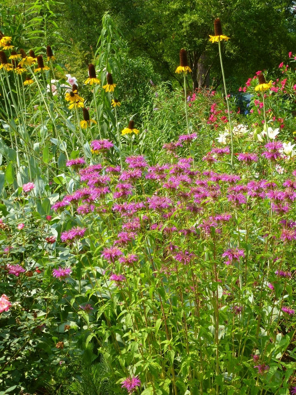 Peter's Purple Monarda, Beebalm Oswego Tea, Bergamot, Monarda
