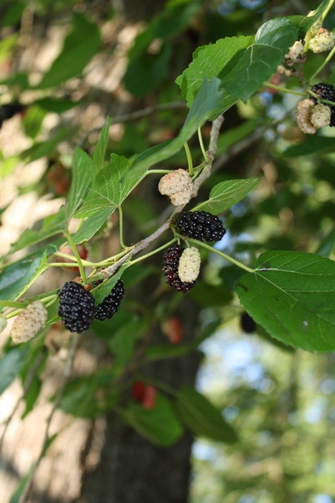Illinois Everbearing Black Mulberry