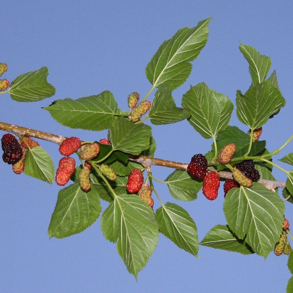 Illinois Everbearing Black Mulberry
