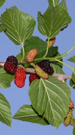 Illinois Everbearing Black Mulberry