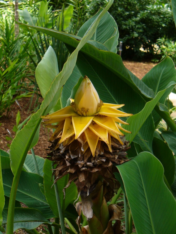 Golden Lotus Banana, Chinese Yellow Banana