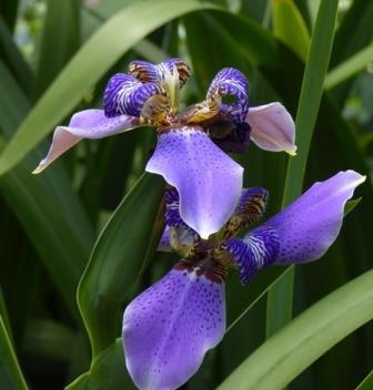 Regina Blue Walking Iris, Giant Apostle's Iris, Giant Apostle Plant