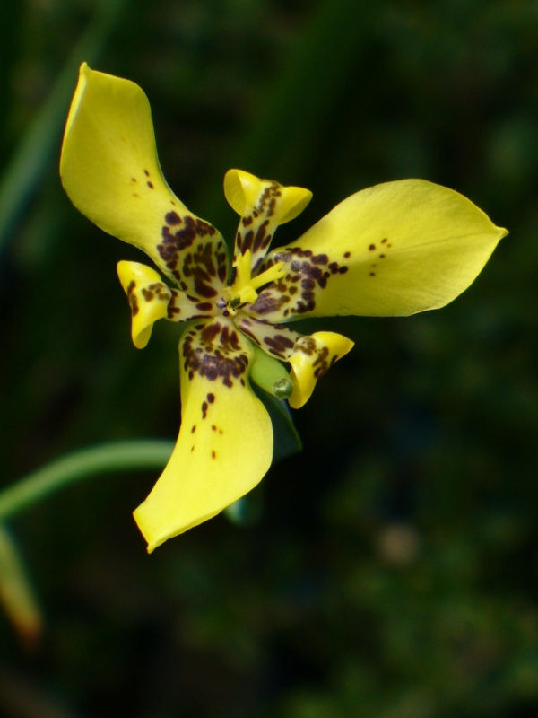 Yellow Walking Iris, Hand of God, Steyermark's Trimezia