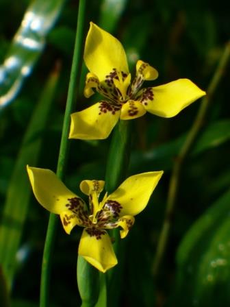 Yellow Walking Iris, Hand of God, Steyermark's Trimezia