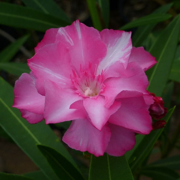 Splendens Double Pink Oleander, Mrs. Isadore Dyer Oleander