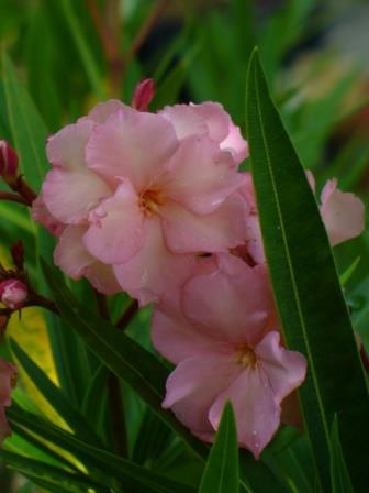 Mrs. George Roeding Oleander (Double Apricot)