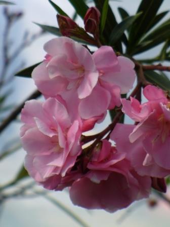 Splendens Double Pink Oleander, Mrs. Isadore Dyer Oleander