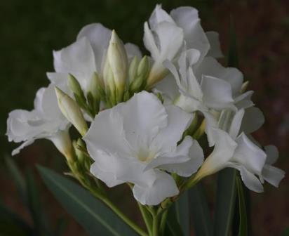 Magnolia Willis Sealy Double White Oleander, Mont Blanc Oleander