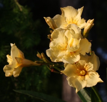 Mathilde Ferrier Oleander, Hardy Double Yellow Oleander