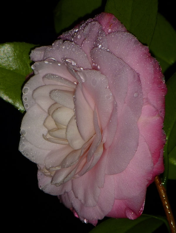 camellia japonica red Greensboro Red Camellia