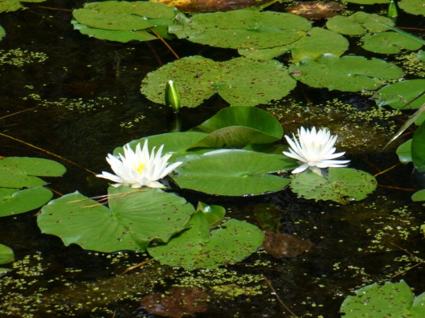 American White Waterlily, Fragrant White Waterlily, Beaver Root, Sweet Scented White Waterlily