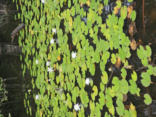 American White Waterlily, Fragrant White Waterlily, Beaver Root, Sweet Scented White Waterlily
