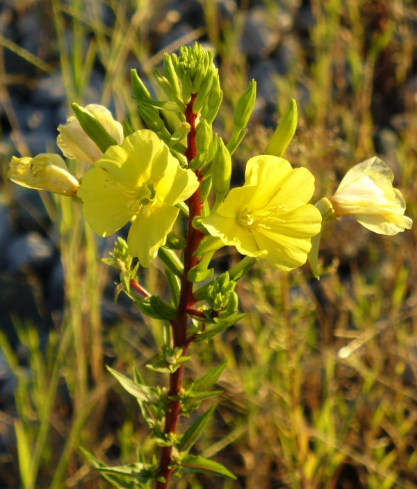Common Evening Primrose