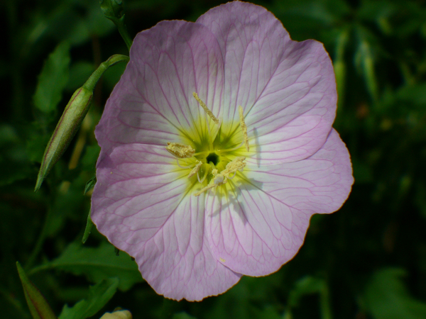 Pink Evening Primrose, Pink Ladies, Pink Buttercups, Showy Evening Primrose, Mexican Evening Primrose, White Evening Primrose