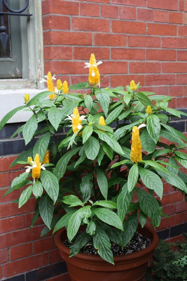Yellow Shrimp Plant, Golden Shrimp Plant, Lollipop Plant - Shade Tolerant  Plants - Almost Eden