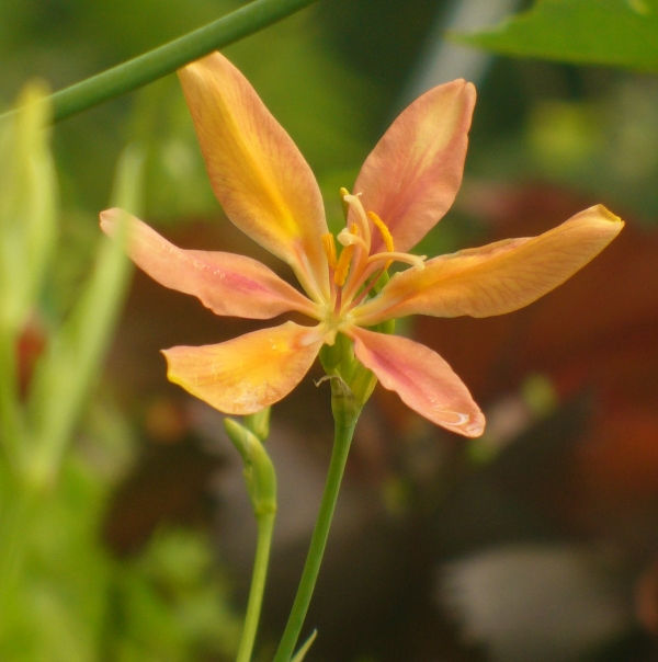 Candy Lily, Pardancanda