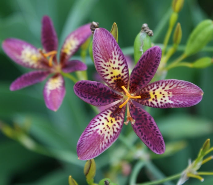 Candy Lily, Pardancanda