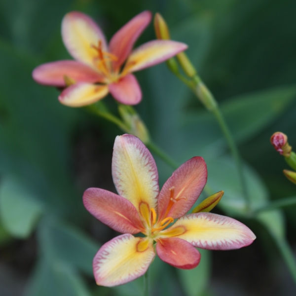Candy Lily, Pardancanda