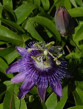 Aphrodite's Purple Nightie™ Passion Flower, Passion Vine