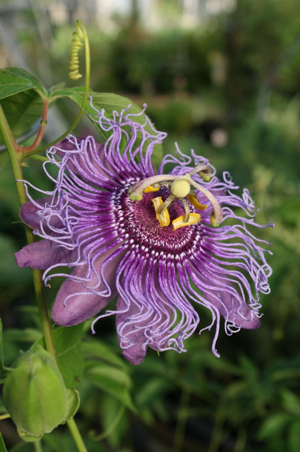 Incense Passionflower, Passionvine