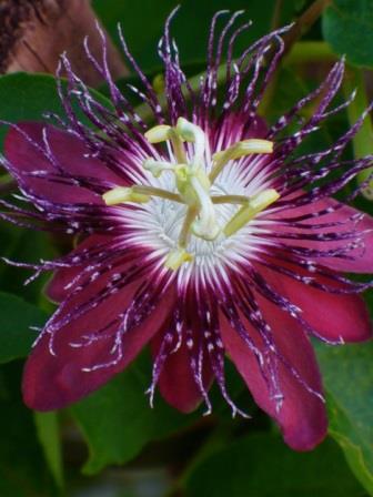 Lady Margaret Passion Flower, Passionvine