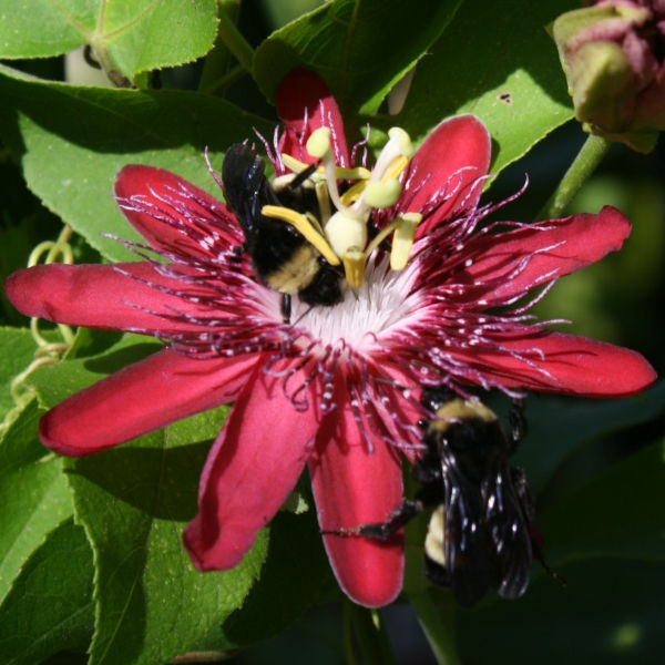 Lady Margaret Passion Flower, Passionvine