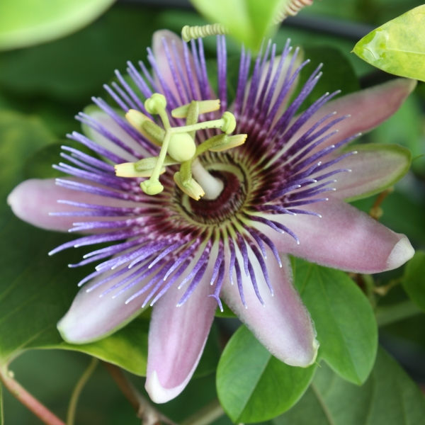 Blue Crown Passion Vine
