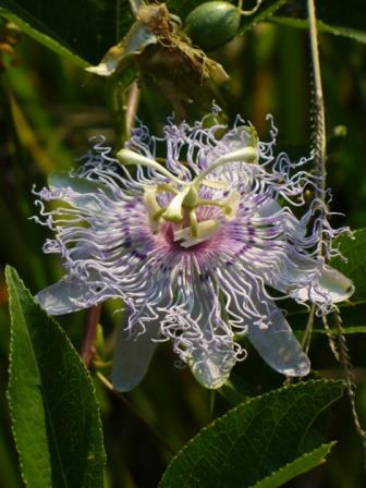 May Pop Passion Flower, Passion Vine, Passionflower