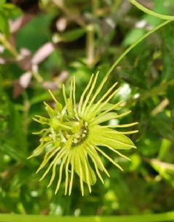 Native Yellow Passionflower, Passionvine