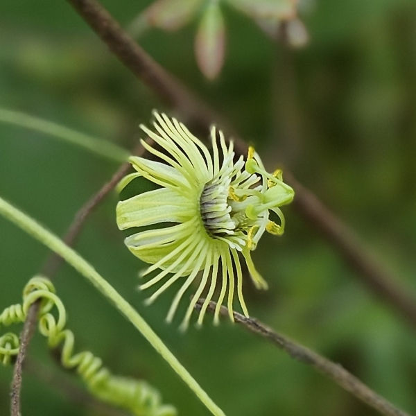 Native Yellow Passionflower, Passionvine