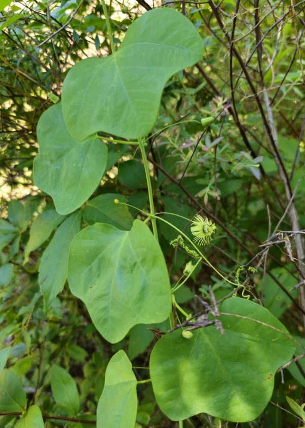 Native Yellow Passionflower, Passionvine