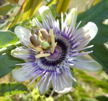 How-How, White-Leafed Passionflower, Passion Vine, Passionfruit