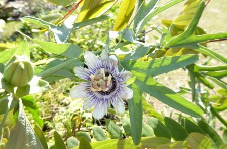 How-How, White-Leafed Passionflower, Passion Vine, Passionfruit