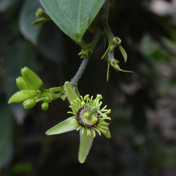 Corkystem Passionflower, Passionvine