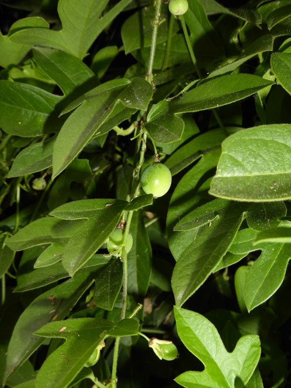 Corkystem Passionflower, Passionvine