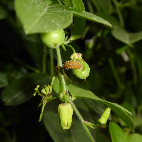 Corkystem Passionflower, Passionvine
