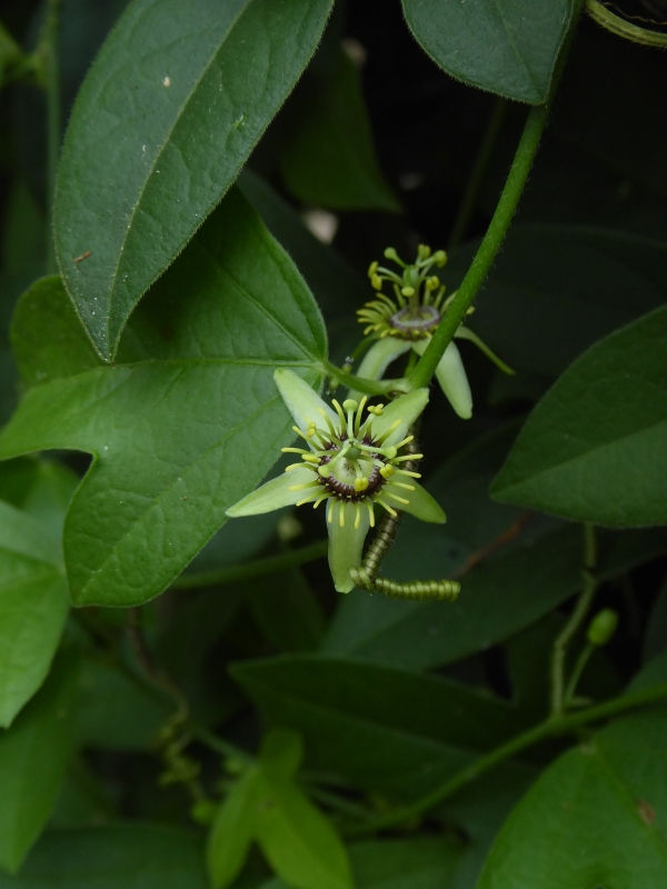 Corkystem Passionflower, Passionvine
