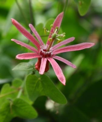 Pink Passionvine, Pink Passion Flower