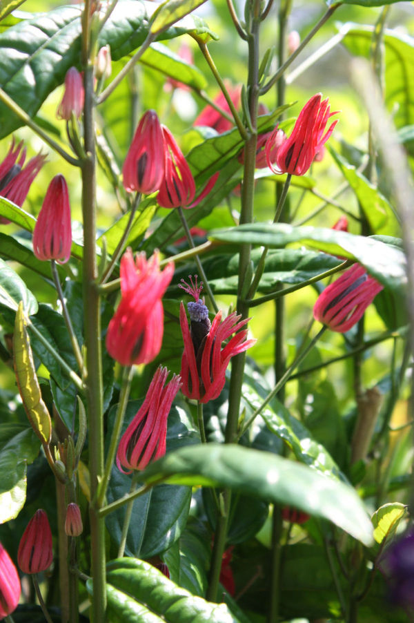 Brazilian Candles, Many Flowers, Red Pavonia
