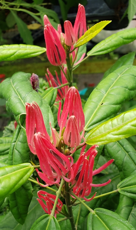 Brazilian Candles, Many Flowers, Red Pavonia