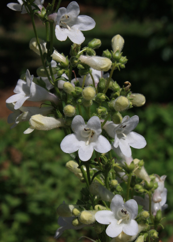 White Wand Penstemon, Tube Flowered Penstemon, Prairie Penstemon, Beardtongue