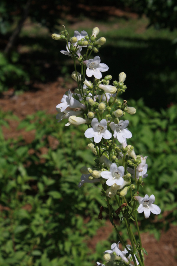 White Wand Penstemon, Tube Flowered Penstemon, Prairie Penstemon, Beardtongue