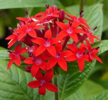 Ruby Glow Pentas, Egyptian Star Cluster - Butterfly Plants - Almost Eden