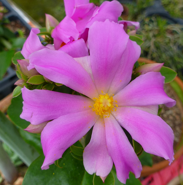 Pink Rose Cactus