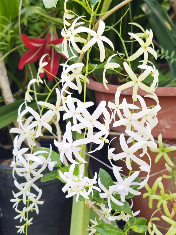 White Queen's Wreath, Sandpaper Vine, White Petrea, White Wreath, Wisteria
