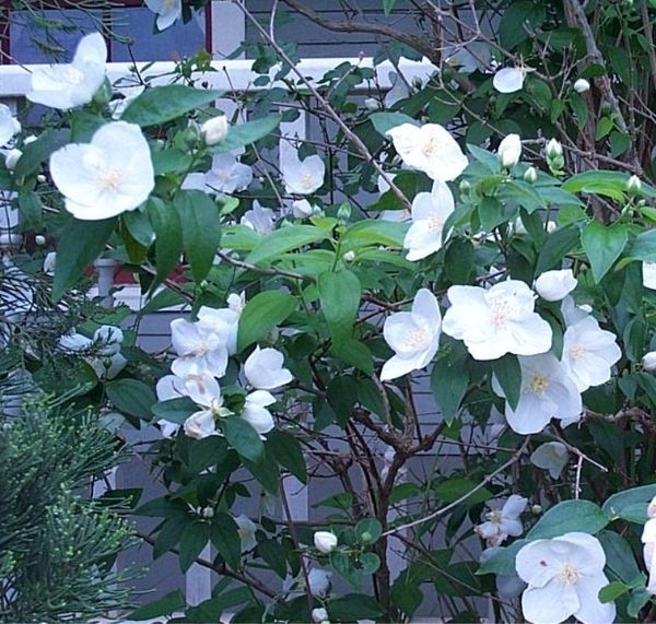 Old Fashioned Mock Orange, English Dogwood, Philadelphus