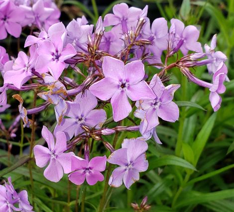 Alyissa's Purple Prairie Phlox, Savanna Phlox, Downy Phlox - Purple ...