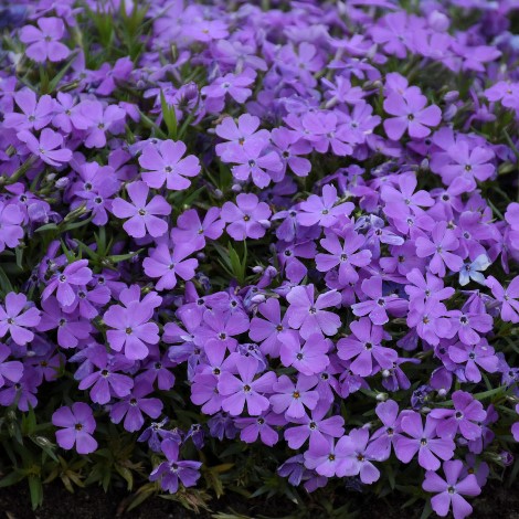 MOUNTAINSIDE Crater Lake Hybrid Creeping Phlox (Indigo Purple) - Purple ...